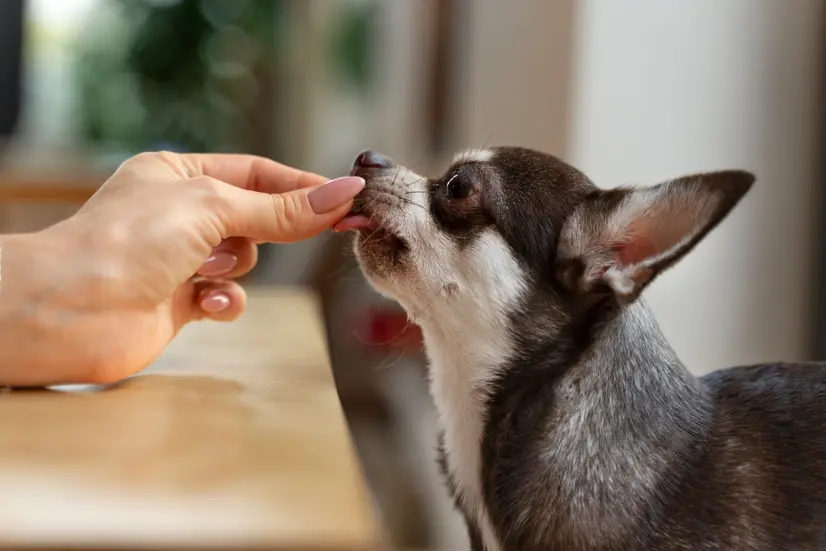 Makanan Anjing Ras Kecil
